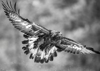 567 - GOLDEN EAGLE IN FLIGHT 02 BW - CHEUNG KOON NAM - hong kong <div
